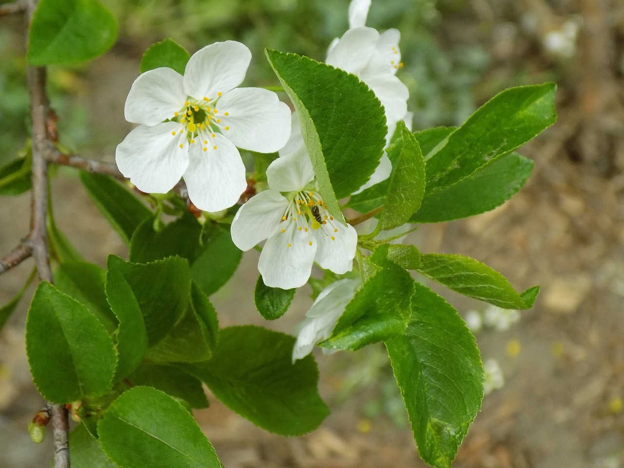 花草植物大全名称,科学解答解释定义_出版社71.23.33